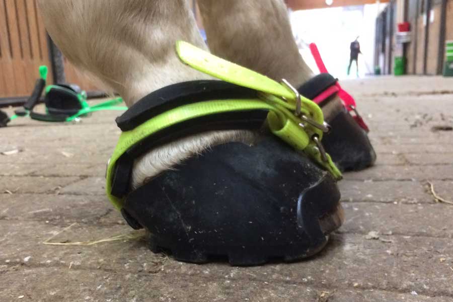 TK Horseshoe